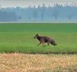 Para Opolan natknęła się na wilka. Fachowcy zwracają uwagę na niepokojący szczegół