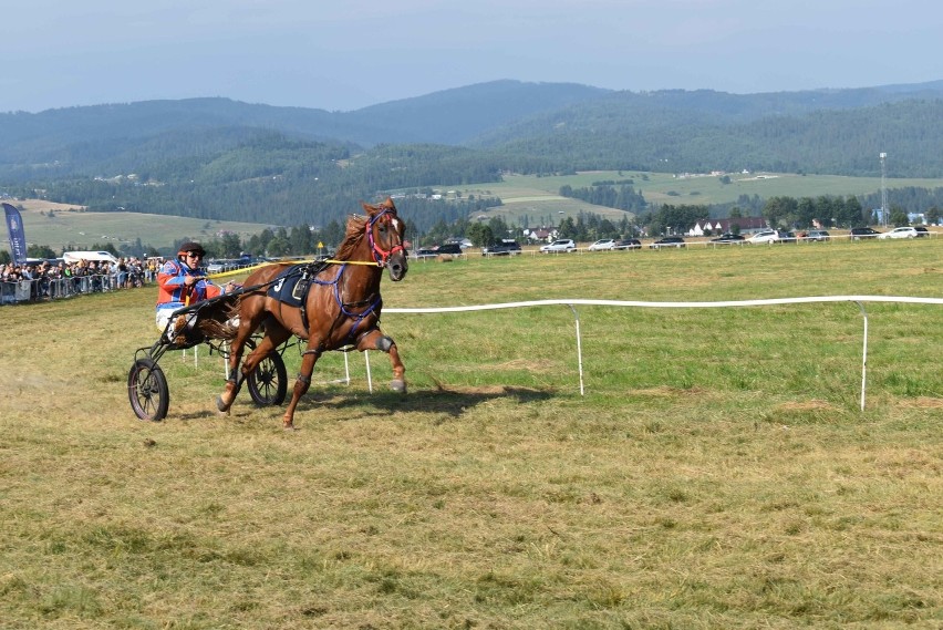 Piknik Jeździecki w Nowy Targu. Byli ułani, kłusaki, konie półkrwi i wyścigi  