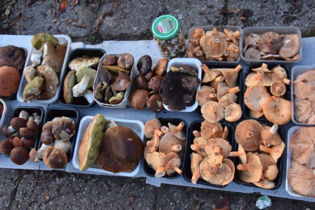 Trwa grzybowa moda w regionie świętokrzyskim, co widać było również na kieleckich bazarach w piątek 28 października. Jakie gatunki grzybów i w jakich cenach kupowano? 

Szczegóły na kolejnych zdjęciach >>>>