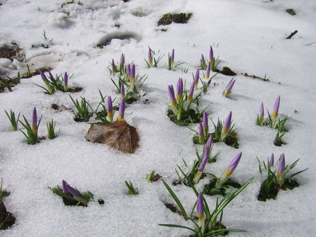 Jeszcze tydzień temu śnieg zalegał na stokach. Jedynie wychodzące spod niego krokusy świadczyły, że to jednak już wiosna.