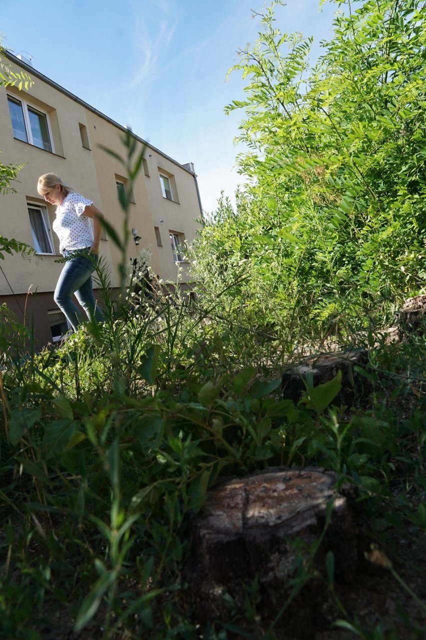 Mieszkańcy Szarych Szeregów w Sycowie oburzeni wycinką tamtejszych drzew