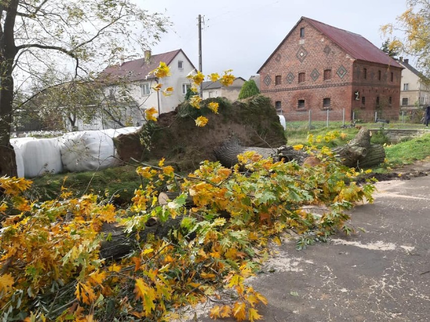 Straż Pożarna w Legnicy podsumowuje interwencje w powiecie legnickim podczas wichury 21-22 października