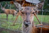 Sarny i jelenie zdrowieją w Dziećmorowicach
