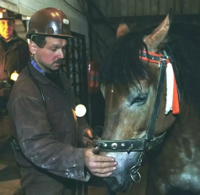 Józef Kapecki wyprowadzał ostatniego konia - klacz Baśkę z podziemi Kopalni Soli Wieliczka. To była nocna zmiana 14 marca 2002 roku