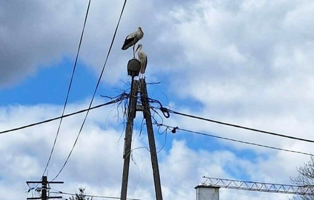 Para bocianów ma problem z uwiciem sobie gniazda.