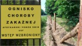 Kolejny przypadek ASF w regionie tarnowskim. Jest zielone światło dla budowy płotu na granicy Małopolski i Podkarpacia?