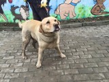 Labrador - znaleziono wspaniałego psa. Poznajecie go?