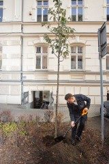 Katowice: pierwsze drzewo posadzone z aplikację "wCOP drzewo"