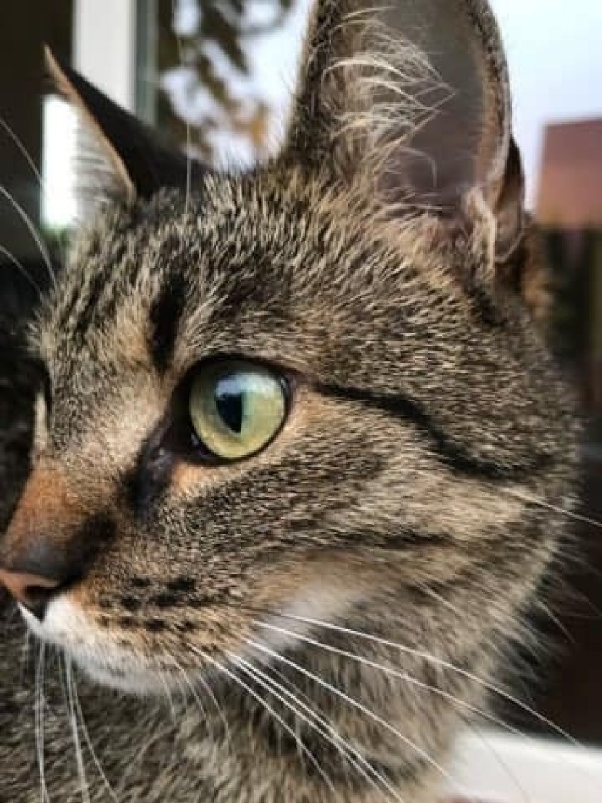 Olszewo-Borki. Zaginęła kotka Chyłka. Właścicielka prosi o pomoc w odnalezieniu zwierzęcia