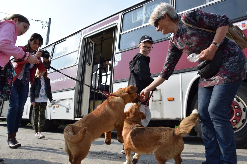 W Kędzierzynie-Koźlu uczą psy jeździć autobusami [zdjęcia] 