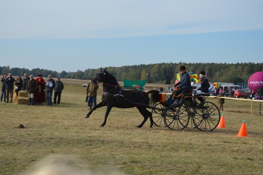 Popisy jeźdźców, brawurowe gonitwy na lisem