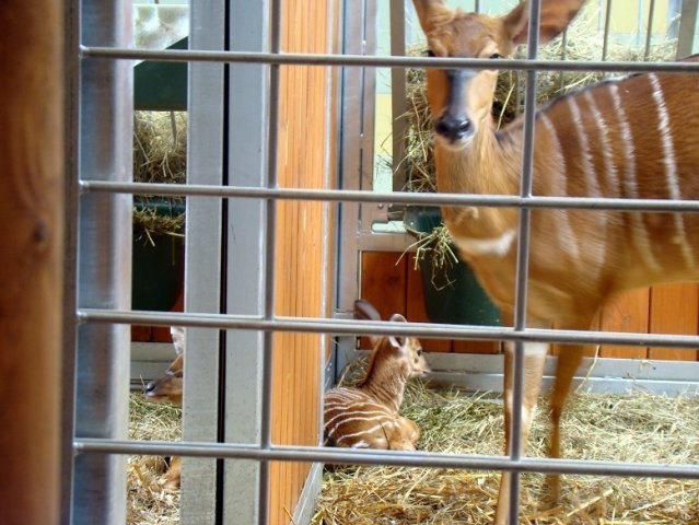 Małe antylopy przyszły na świat w zoo w Chorzowie w ubiegłym...