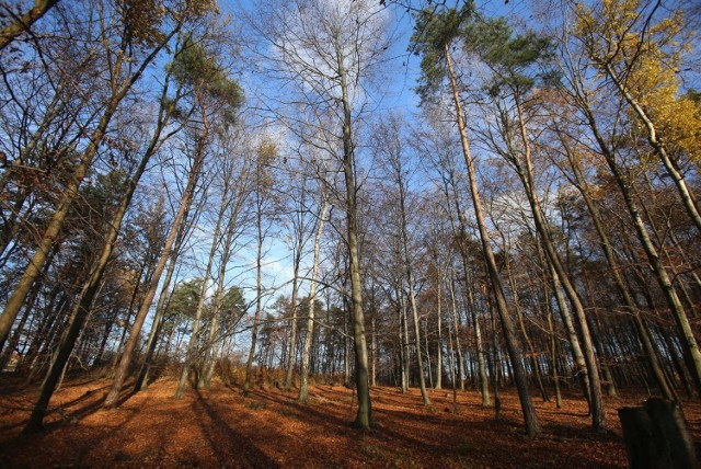 Rezerwat przyrody Segiet w Bytomiu i Dolomity robią wrażenie. Zobacz kolejne zdjęcia. Przesuwaj zdjęcia w prawo - naciśnij strzałkę lub przycisk NASTĘPNE >>>