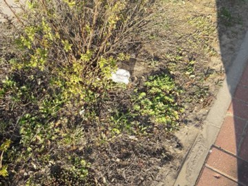 Zużyte maseczki i rękawiczki zaśmiecają trawniki i ulice Warszawy. Wkrótce będzie ich jeszcze więcej? 