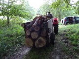 Leśnicy na gorącym uczynku zatrzymali złodzieja drewna z Żor