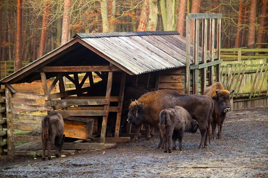 11 lutego Dzień Dokarmiania Zwierzyny Leśnej