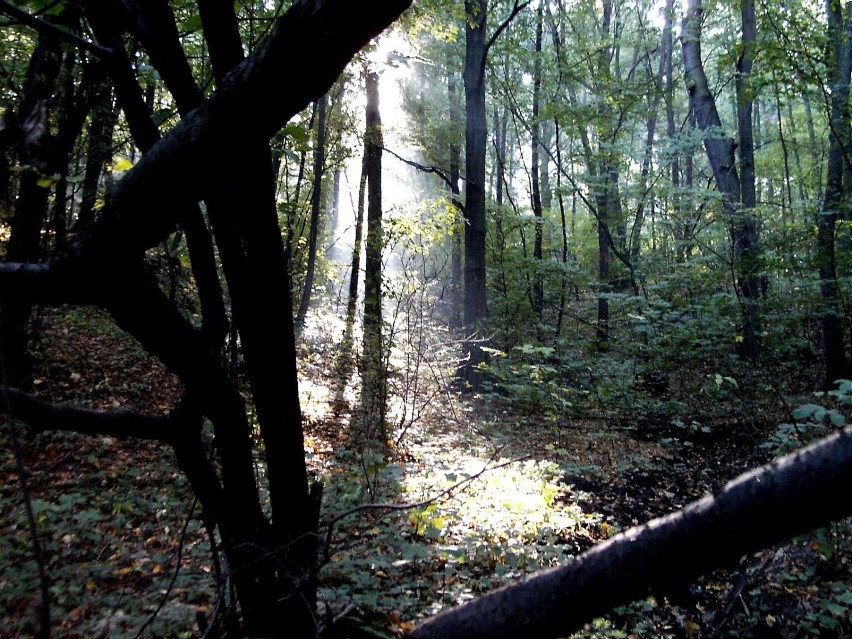 Zwłoki kobiety w lesie w Sopocie. To zaginiona 35-letnia gdańszczanka