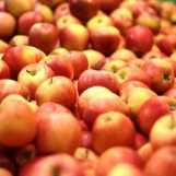 Falling Fruit: Poznaniacy zaczną poszukiwania dzikich jabłoni i chwastów