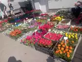 Coraz większy wybór kwiatów na targowisku miejskim w Skierniewicach