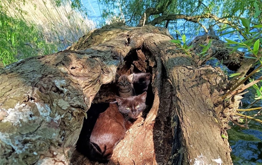 Kotka i trzy kocięta mieszkały w dziupli złamanego drzewa....