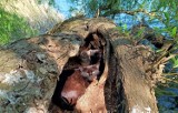 Trzy kocięta z matką mieszkały w dziupli złamanego drzewa w Sztumie. Uratowały je wolontariuszki z grupy Sztumskie Bezdomniaki