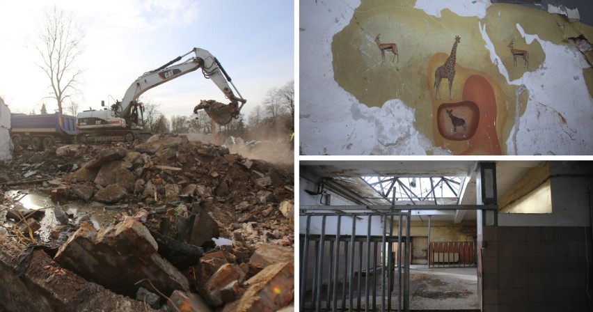 Chorzów: Rozbiórka "Starej Żyrafiarni" w ZOO. Zastąpi ją las deszczowy. Zobacz zdjęcia