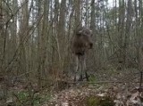 Łoś w lesie niedaleko Starogardu Gdańskiego FILM 