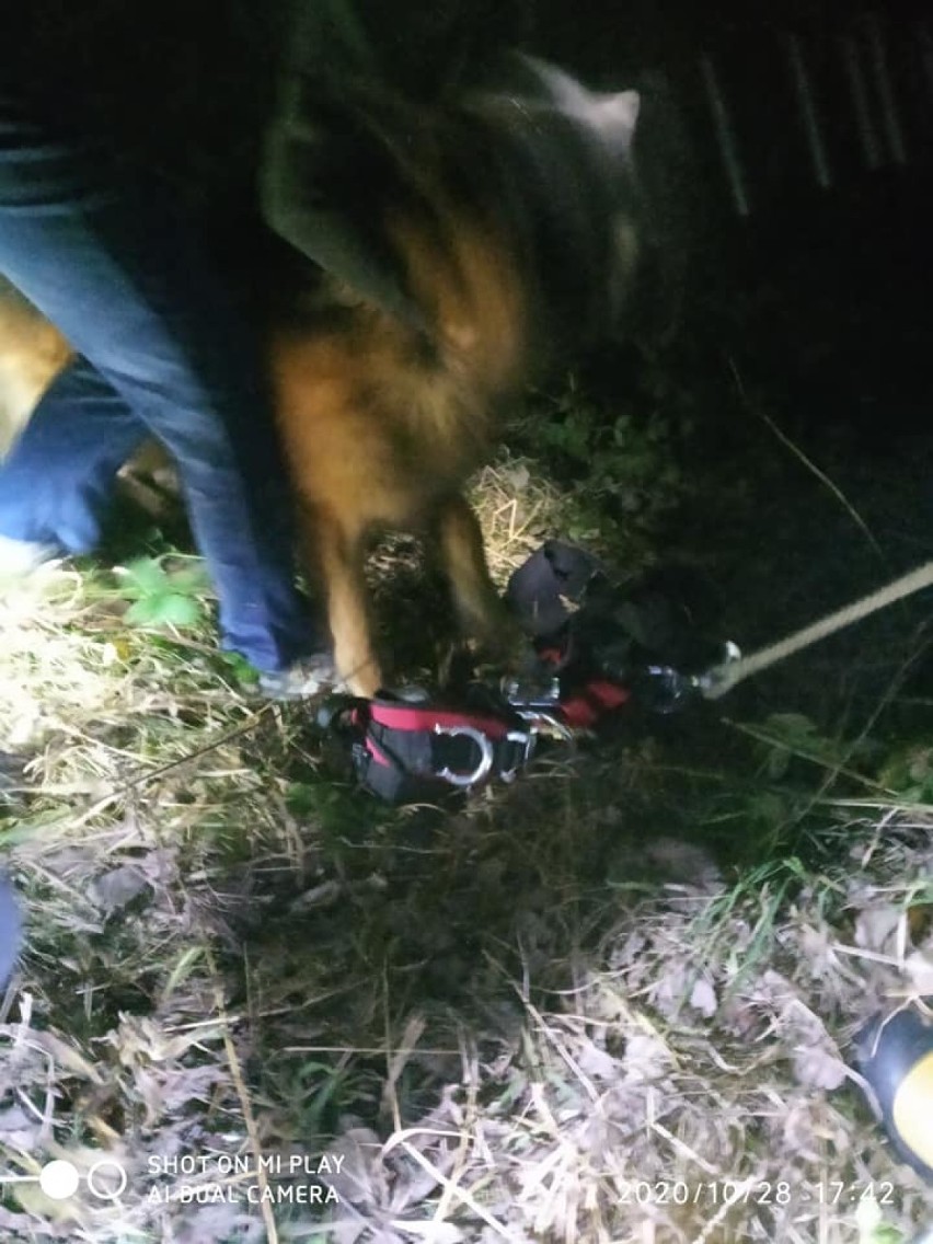 W Żurawicy znaleziono zaginionego owczarka niemieckiego. Pies wpadł do studni [ZDJĘCIA]