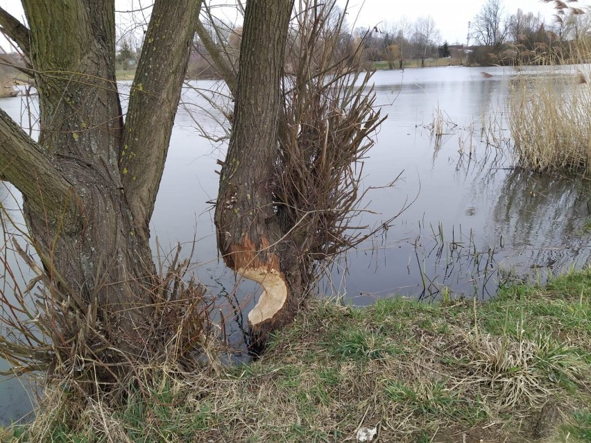 Legnicki Kormoran ma nowych mieszkańców. Uwaga! Są pod ochroną