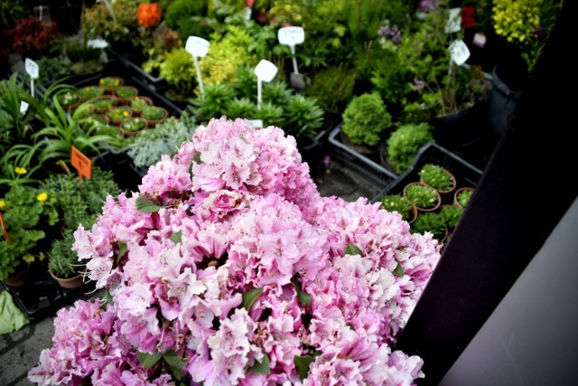 Na targowisku Przy Śląskiej w Radomiu w sobotę 21 maja można było kupić wiele pięknych roślin na taras i do ogrodu.