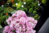 Na targowisku Przy Śląskiej w Radomiu w sobotę 21 maja można było kupić wiele pięknych roślin na taras i do ogrodu. Zobacz zdjęcia