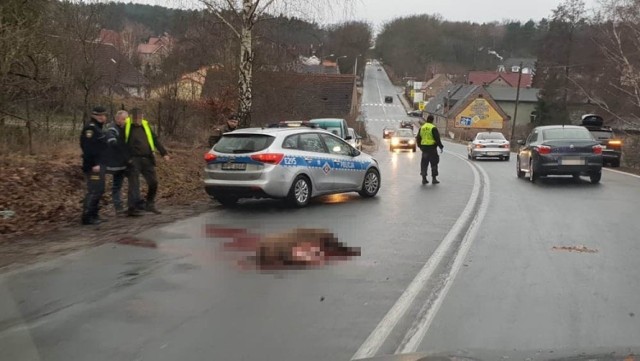 Do zdarzenia doszło w poniedziałek, 28 stycznia, z samego rana, na trasie w Wilkanowie pod Zieloną G&oacute;rą. Na drogę w Wilkanowie nagle wbiegło stado dzik&oacute;w. Kierowcy nie mieli szans wyhamować.  Dwa samochody uderzyły w dziki. To kierujący audi i hyundaiem. Padła potrącona ciężarna locha. Na miejsce została wezwana zielonog&oacute;rska policja. Na trasie wprowadzono ruch wahadłowy.

Dziki z małymi na terenie Uniwersytetu Zielonog&oacute;rskiego. WIDEO:
&lt;script class=&quot;XlinkEmbedScript&quot; data-width=&quot;640&quot; data-height=&quot;360&quot; data-url=&quot;//get.x-link.pl/52459810-1896-015c-cd98-37df5d474cc4,d76fba55-3d0e-bc2f-5b65-ed4574d4db19,embed.html&quot; type=&quot;application/javascript&quot; src=&quot;//prodxnews1blob.blob.core.windows.net/cdn/js/xlink-i.js?v1&quot;&gt;&lt;/script&gt;

&lt;center&gt;&lt;div class=&quot;fb-like-box&quot; data-href=&quot;https://www.facebook.com/gazlub/?fref=ts&quot; data-width=&quot;600&quot; data-show-faces=&quot;true&quot; data-stream=&quot;false&quot; data-header=&quot;true&quot;&gt;&lt;/div&gt;&lt;/center&gt;