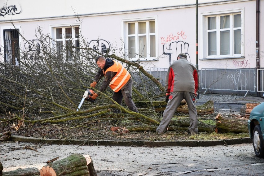 Wycinka na pl. św. Sebastiana w Opolu