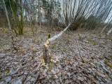 Szkód wokół zbiornika w Zaborowie coraz więcej. Co z zapowiadanymi działaniami odstraszającymi bobry w Lesznie?  