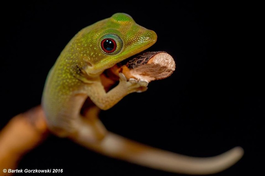 Nowy lokator egzotarium w Schronisku dla Bezdomnych Zwierząt...