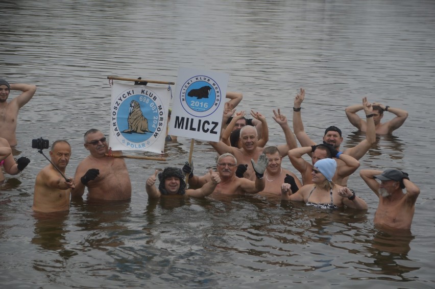 W kąpieli w zimnych odmętach Zalewu Milickiego wzięło udział...