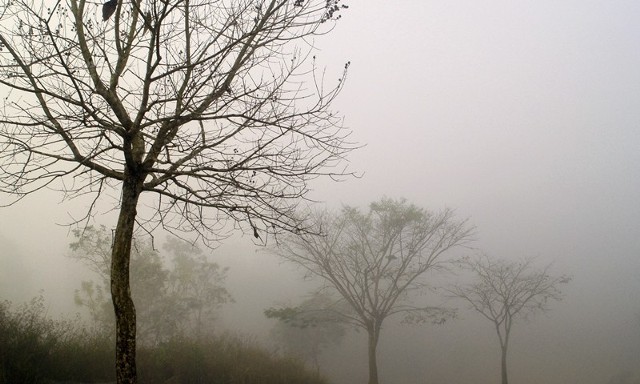 Polana Bernadowska. Drzewa masowo usychają. (zdjęcie ilustracyjne)