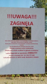 Zaginęła chihuahua o imieniu Kura. Dla znalazcy nagroda 2000 zł