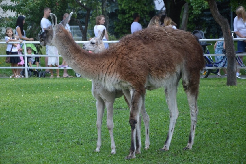 Mała lama przyszła na świat w mini-zoo przy parafii pw. Narodzenia NMP w Bełchatowie