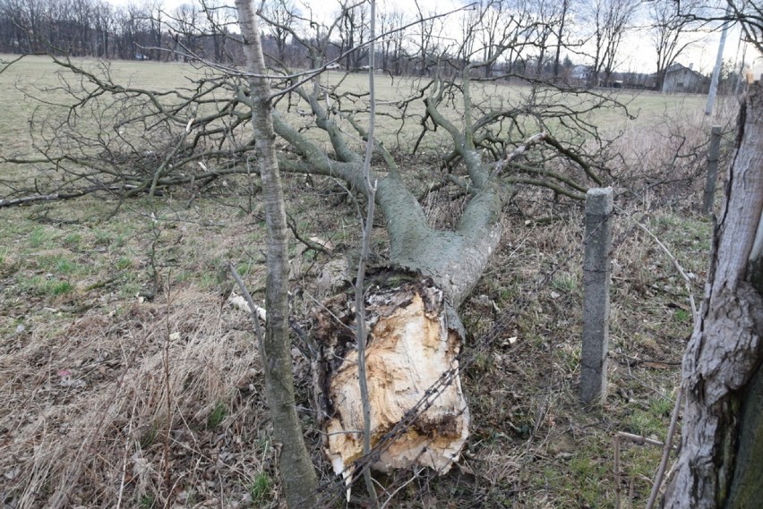 Uszkodzone drzewa na ul. Lotniczej