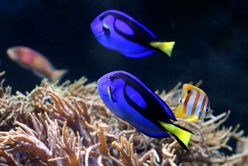 W Oceanarium będzie można zobaczyć egzotyczne gatunki ryb