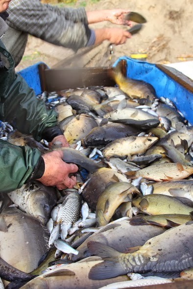 Rybacy z Regionu Obra - Warta odłowili karpia