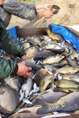 Rybacy Regionu Obra – Warta odłowili karpia