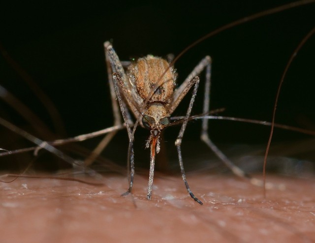 Lato sprzyja pojawianiu się komarów, które często w nocy nas atakują i nie dają spać, przez co o poranku jesteśmy kompletnie nie do życia. 

Jako, że sezon rozrodczy komarów trwa z reguły od wiosny aż do późnego lata, musimy albo pogodzić się z nieprzespanymi nocami, albo zacząć działać. 

Nie każdy chce inwestować w chemiczne specyfiki odstraszające te owady. Wyobraźcie jednak sobie, że istnieją rośliny, które odstraszają komary. Ich zdjęcia wraz ze szczegółowym opisem znajdziecie na kolejnych stronach.

Jak walczyć z komarami?

Źródło:Dzień Dobry TVN

