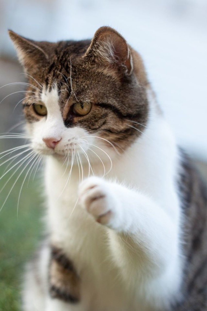 17 lutego obchodzimy Światowy Dzień Kota. Zobaczcie zdjęcia kotów czytelników portalu Rumia NaszeMiasto |ZDJĘCIA