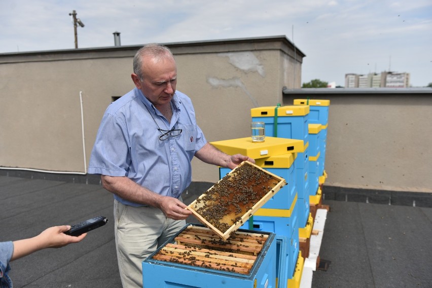 200 tysięcy pszczół zaczęło pracę na dachu Urzędu Marszałkowskiego w Toruniu [zdjęcia]