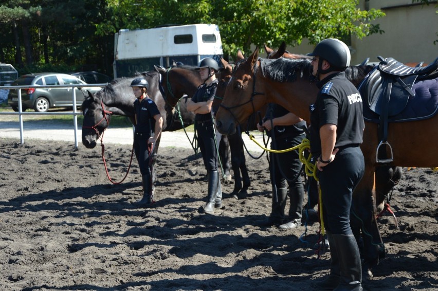 Szkolenie policyjnych koni z Ogniwa Konnego w Smardzewicach przez Akademię Jeździectwa Naturalnego [ZDJĘCIA, FILM]