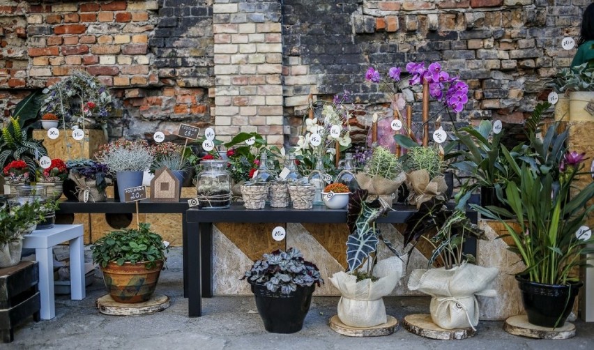 Targ roślinny w Gdańsku. Florystyczne cuda na Dolnym Mieście [ZDJĘCIA]