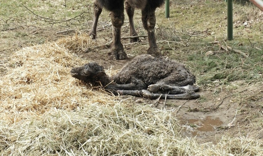 W gdańskim zoo na świat przyszła wielbłądzica dwugarbna!