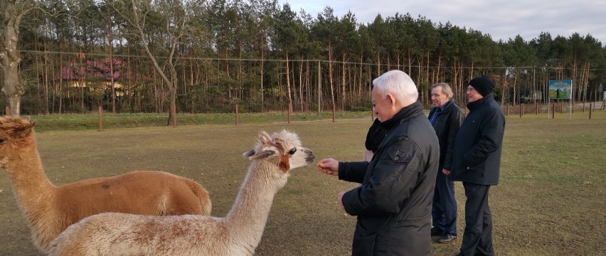 Leszek Miller w powiecie chodzieskim. Karmił zwierzęta w Alpakolandzie (ZDJĘCIA)